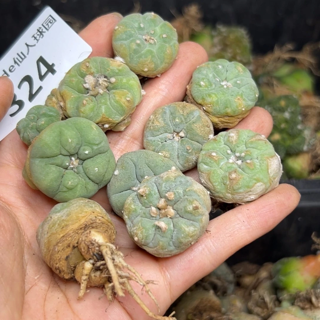 干*猪324仙人球的故事是