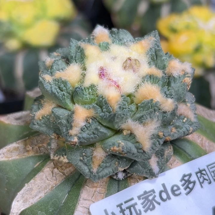 604仙人球是一种