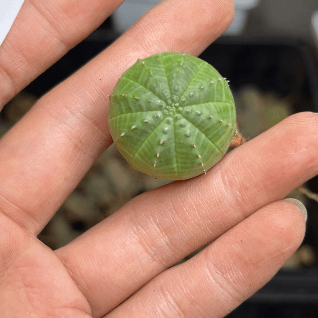 408仙人球的故事