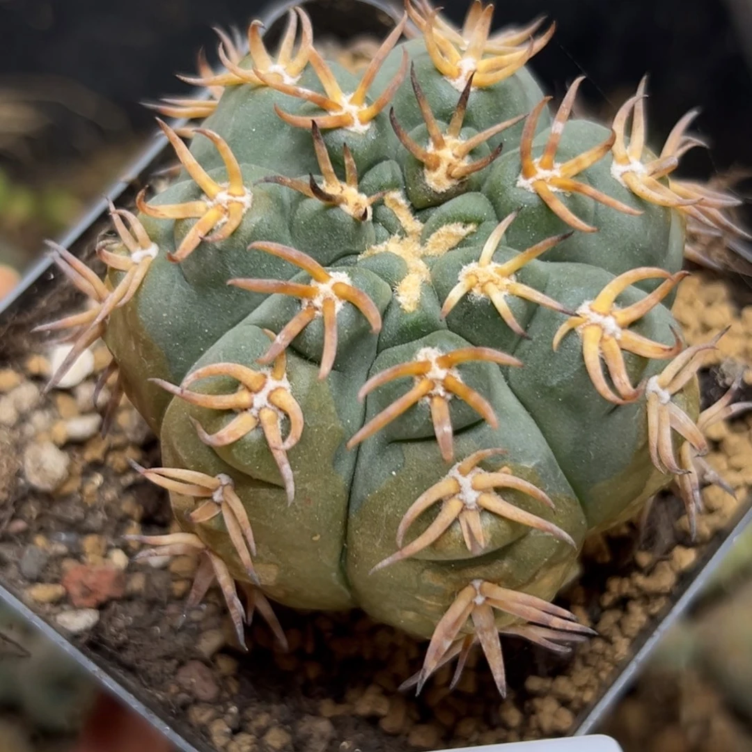 386仙人球的故事