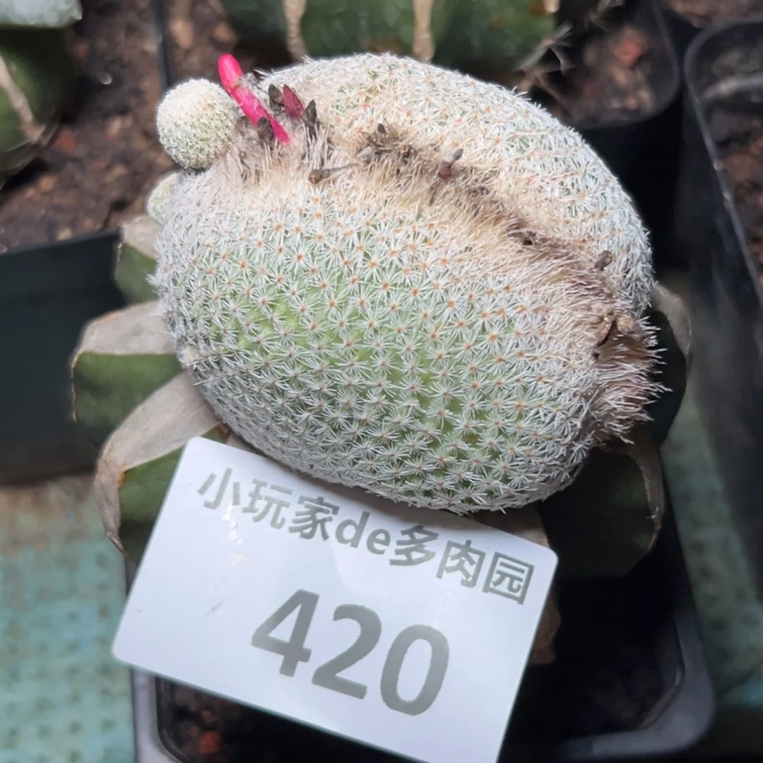 420仙人球是一种