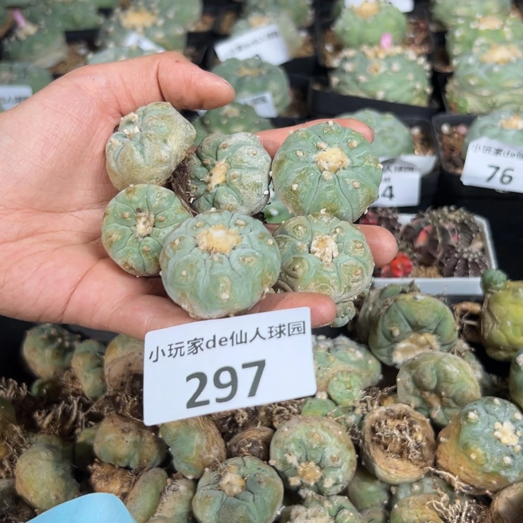 养*羊297仙人球的刚刚