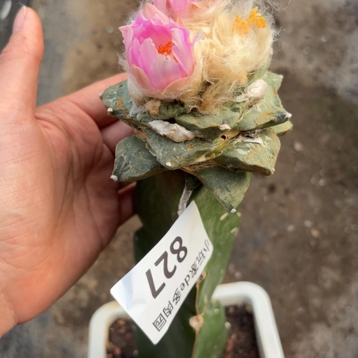 827仙人球是一种非常