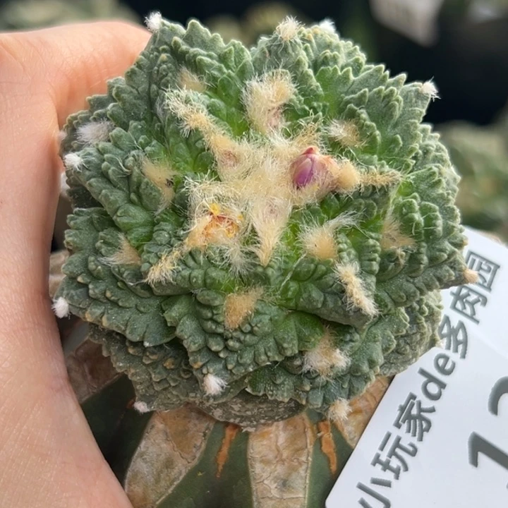 135仙人球的故事是什么