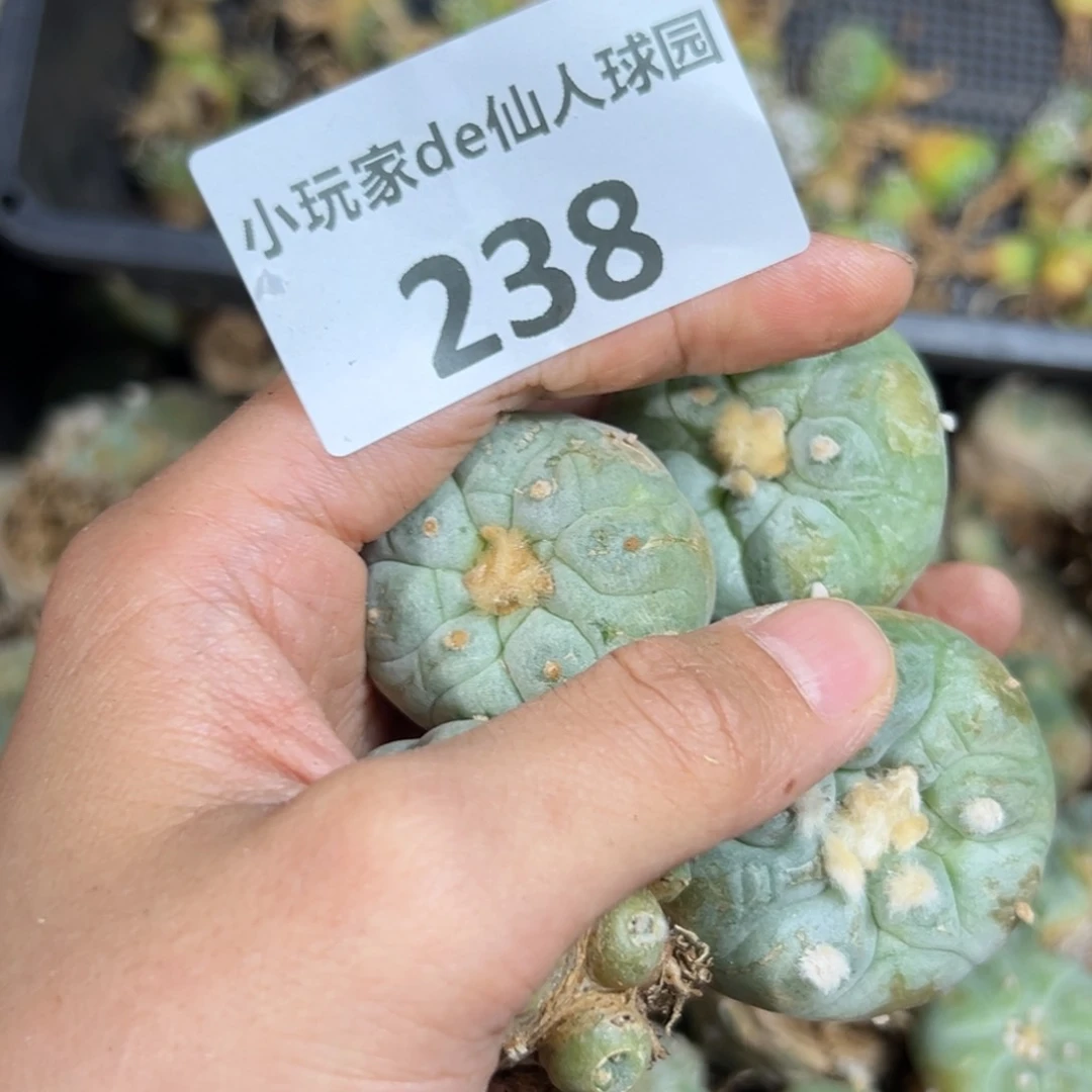 ?****阳238仙人球仙人球