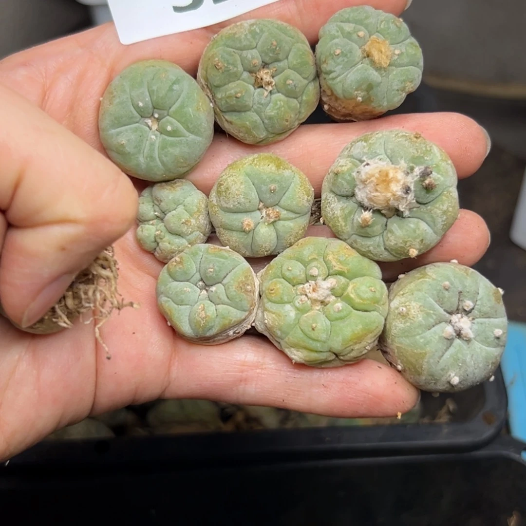 321仙人球的故事