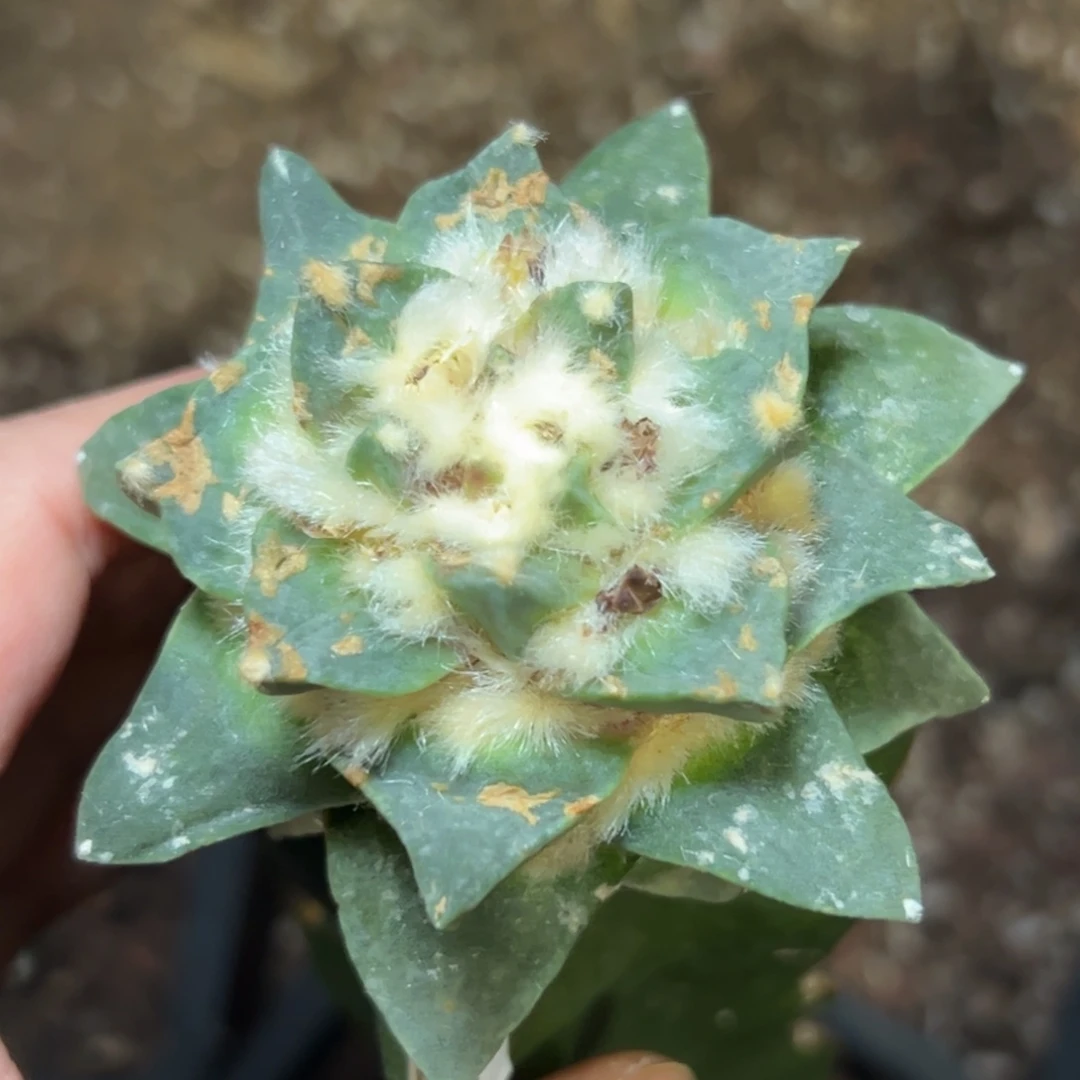 382x r q仙人球的故事是什么呢