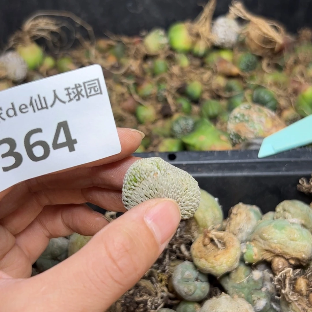 梅**雪364仙人球的故事