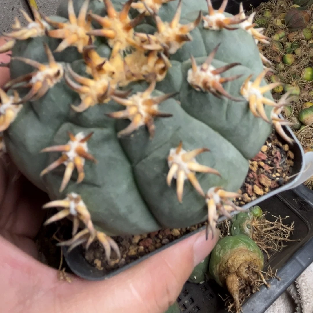 158仙人球的故事是