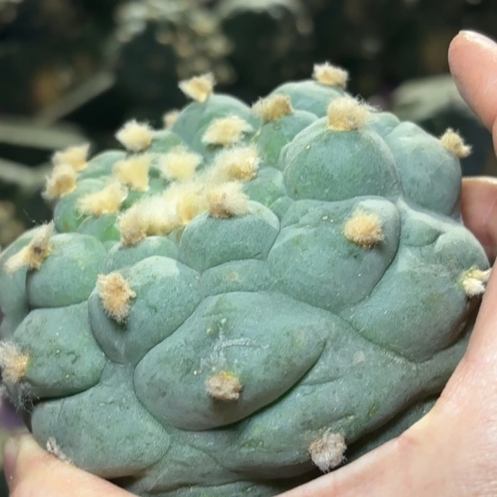 978仙人球的故事是