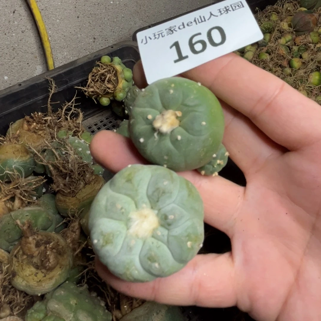 160仙人球的故事是