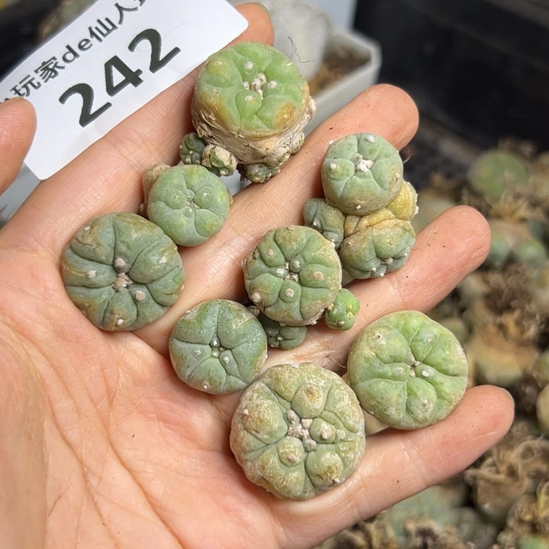 无****?242仙人球的故事