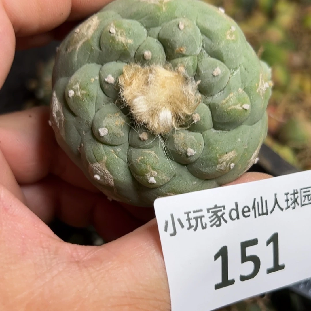 151仙人球是一种非常