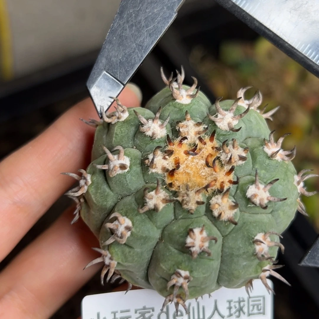 121仙人球的故事是什么