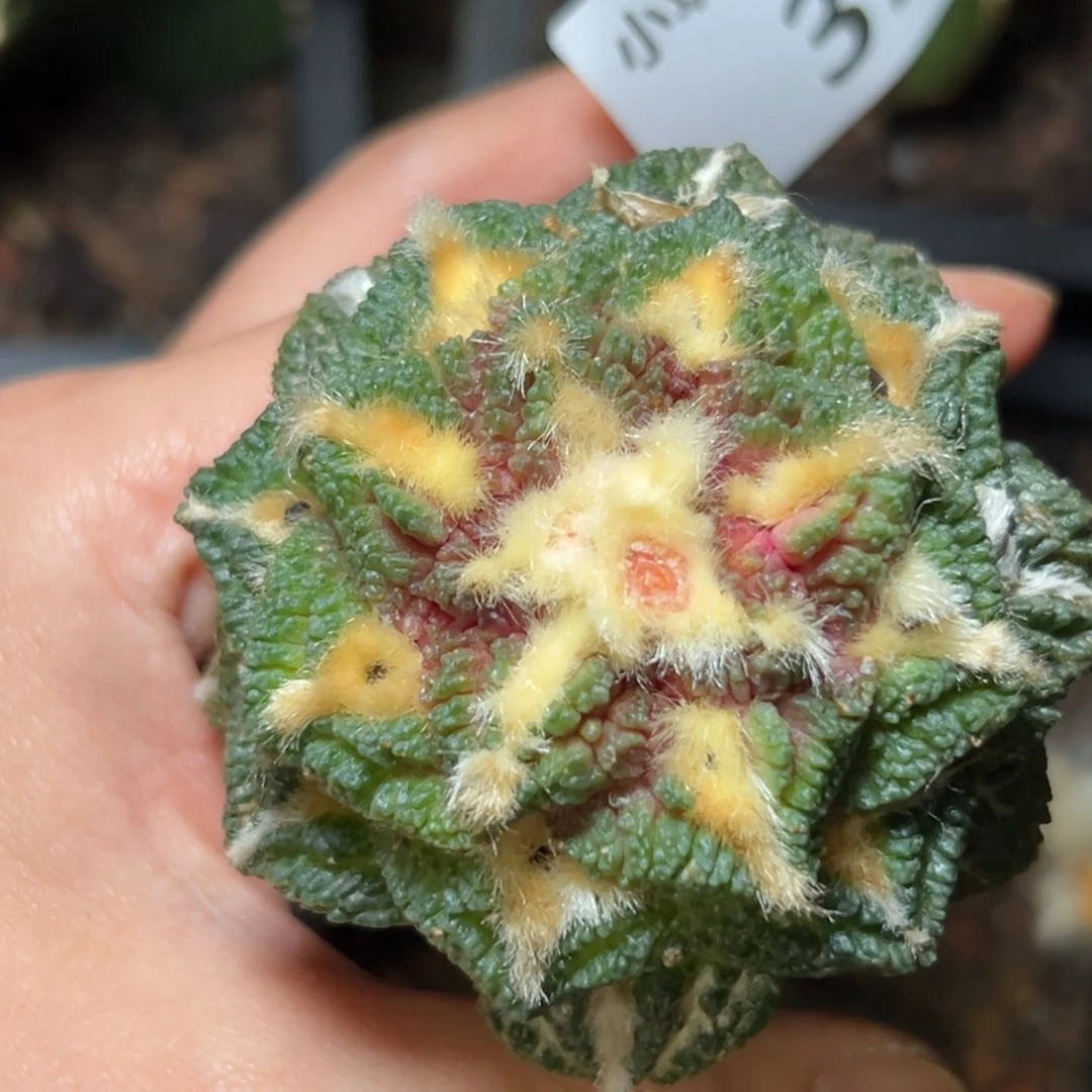 372仙人球的故事是