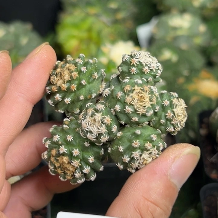 964仙人球的故事