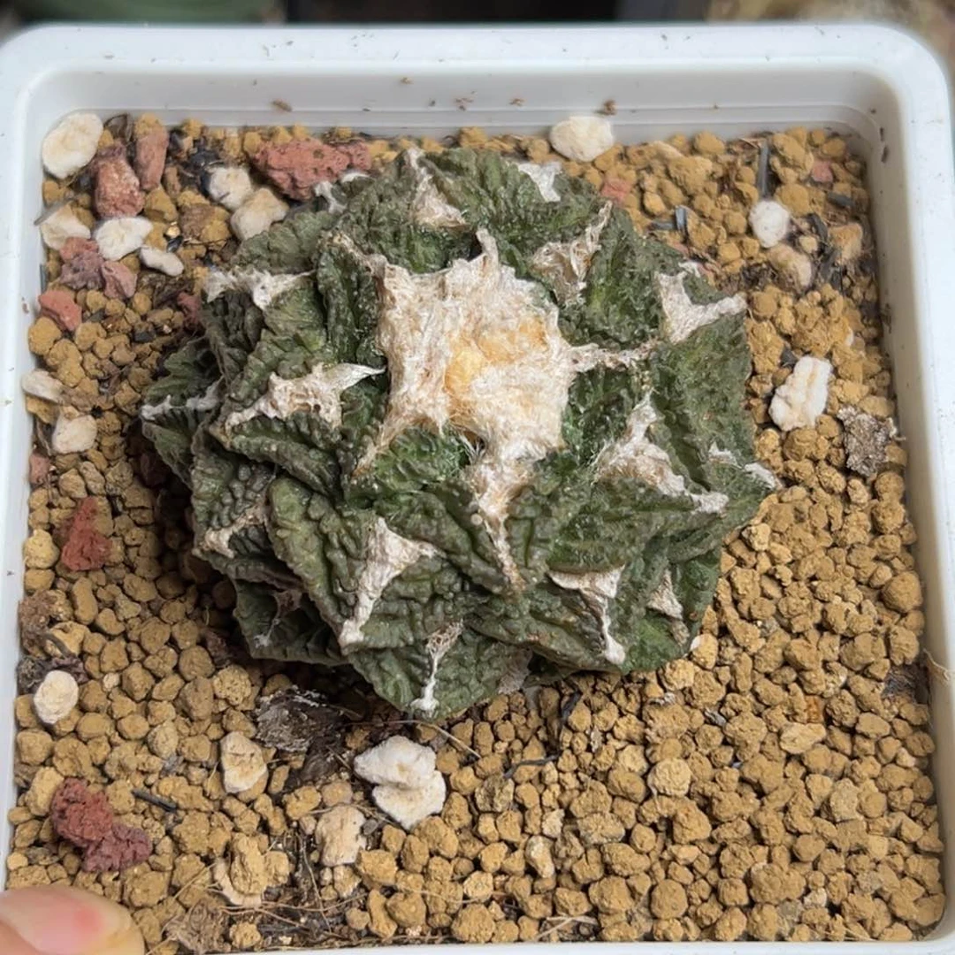 509仙人球的故事