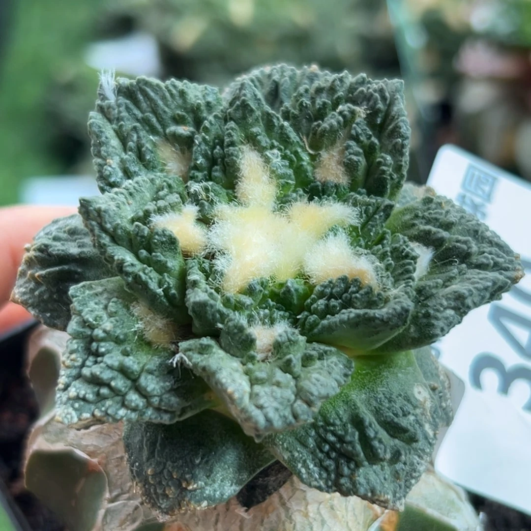 340 仙人球的故事