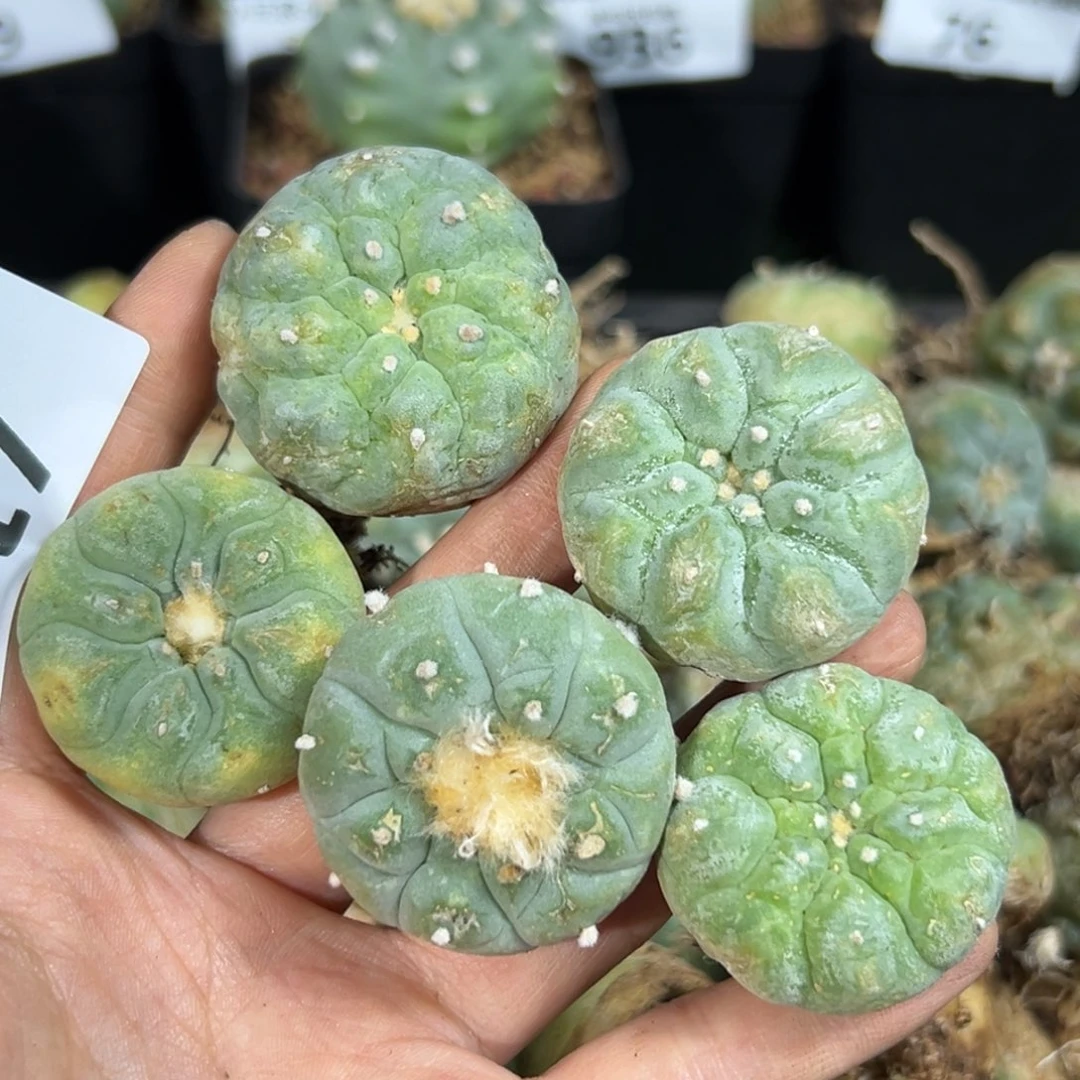 木*果117仙人球仙人球
