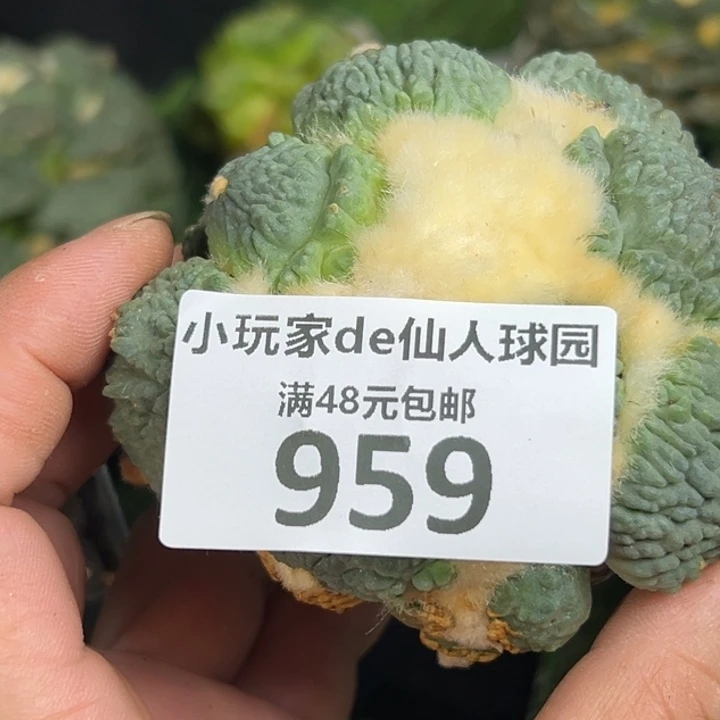 我****959仙人球的故事是
