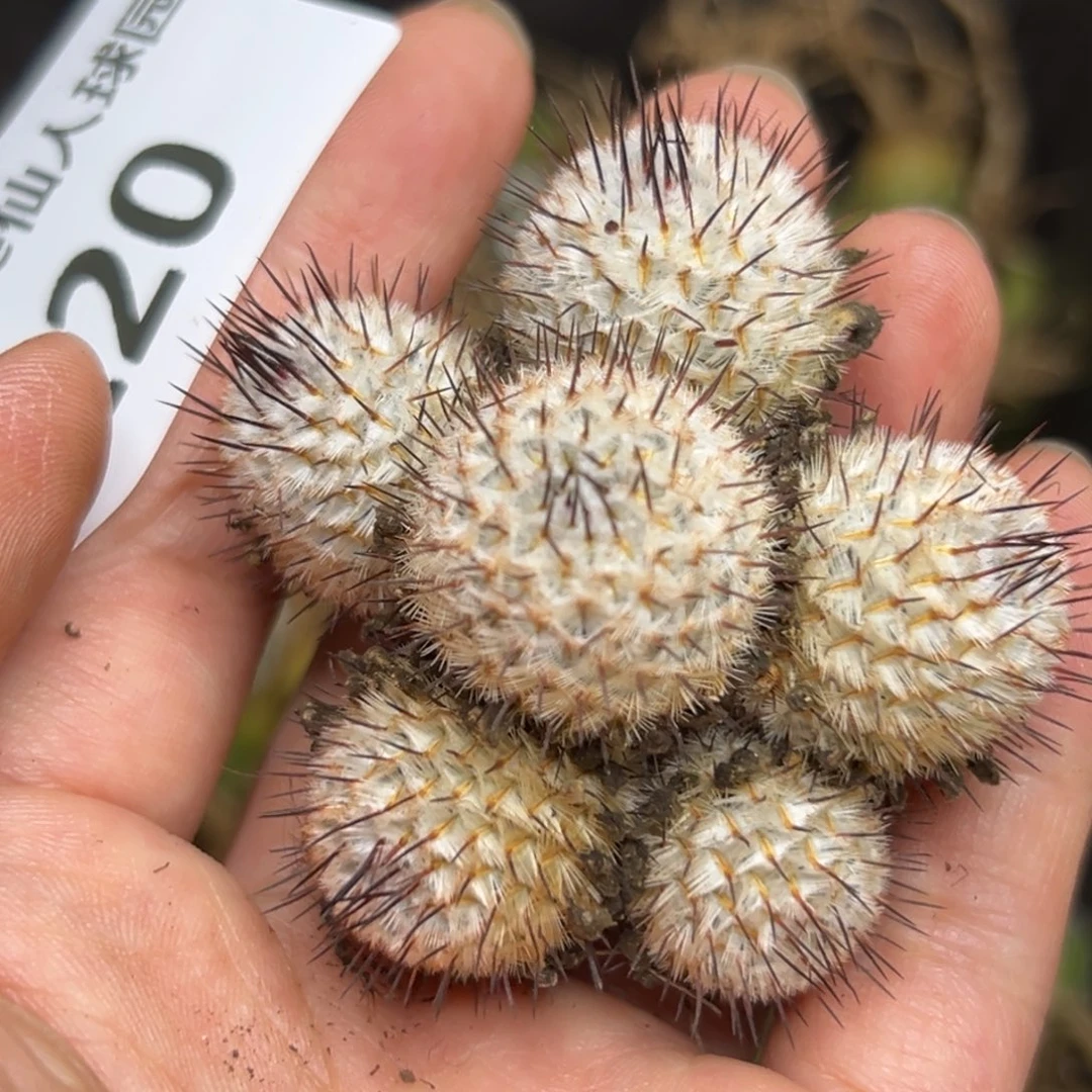 220仙人球的故事是