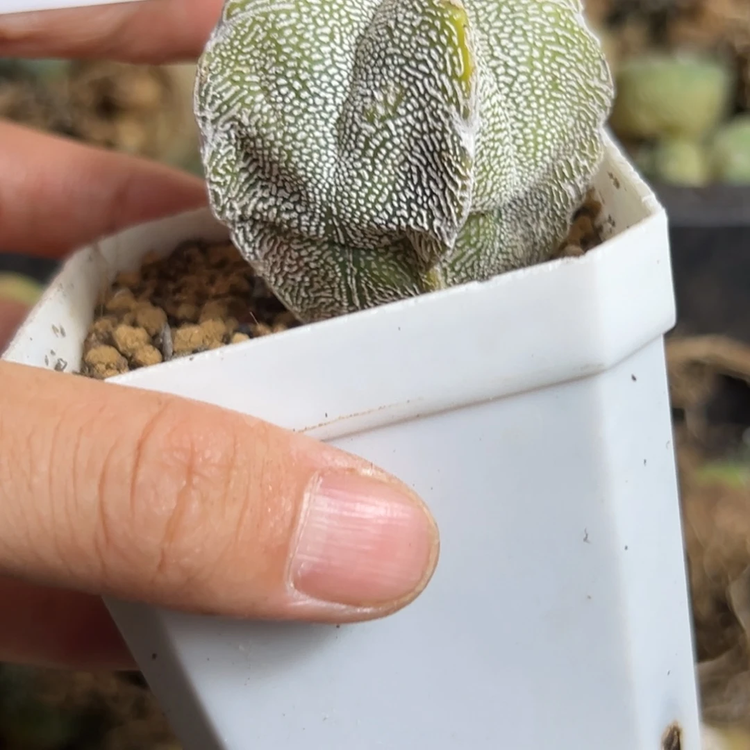 方**世696仙人球的故事