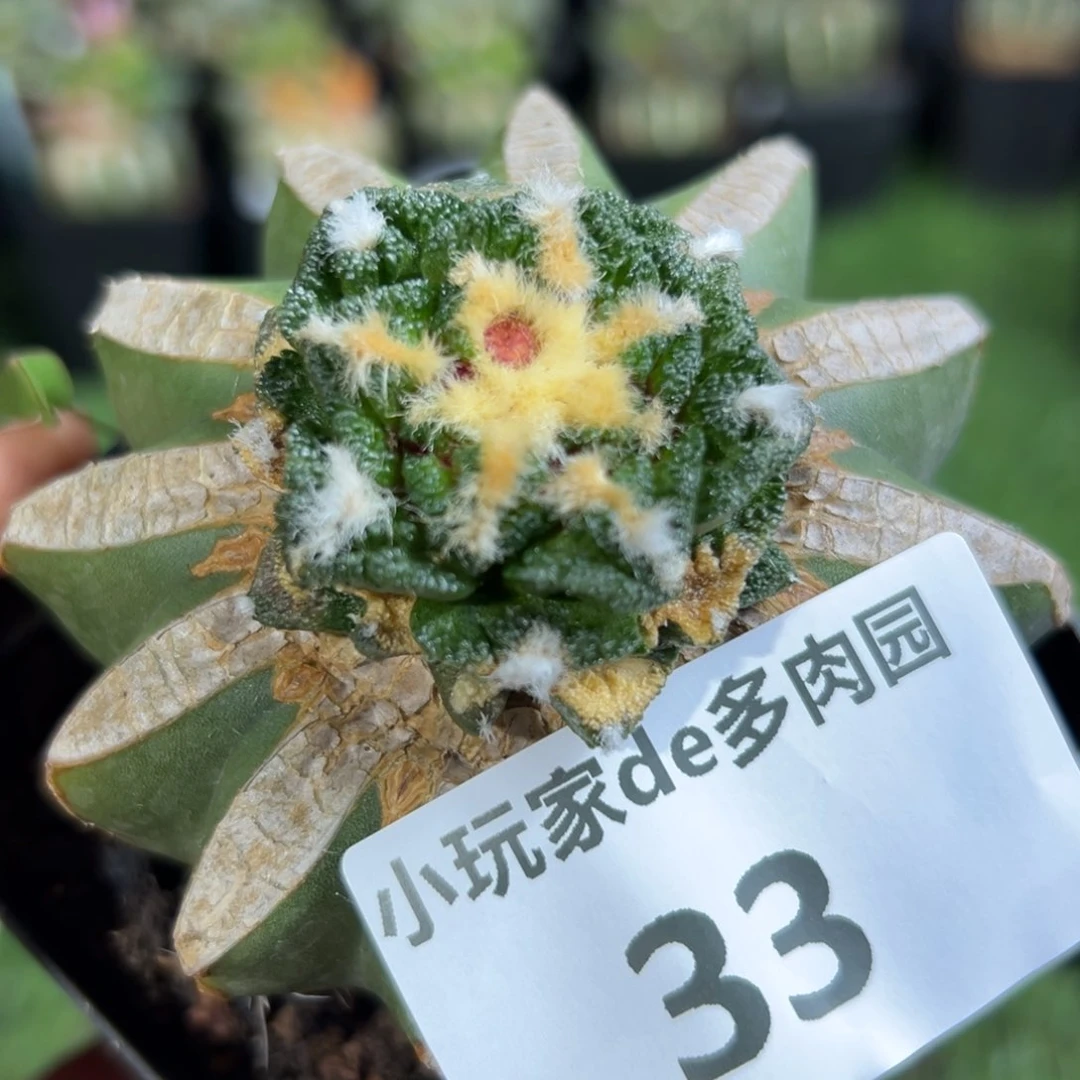 33仙人球的故事是什么