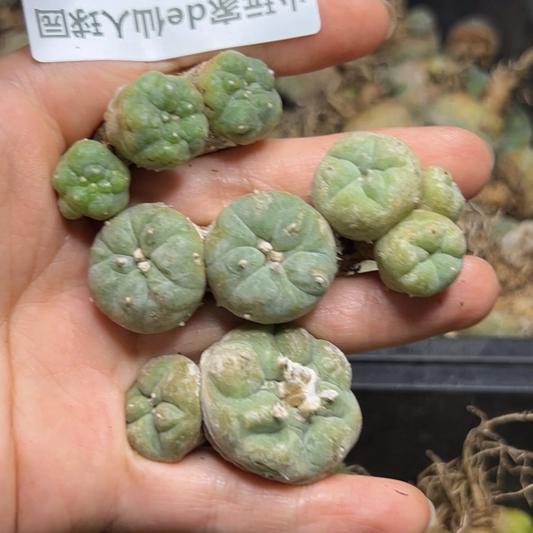 344仙人球是一种非常