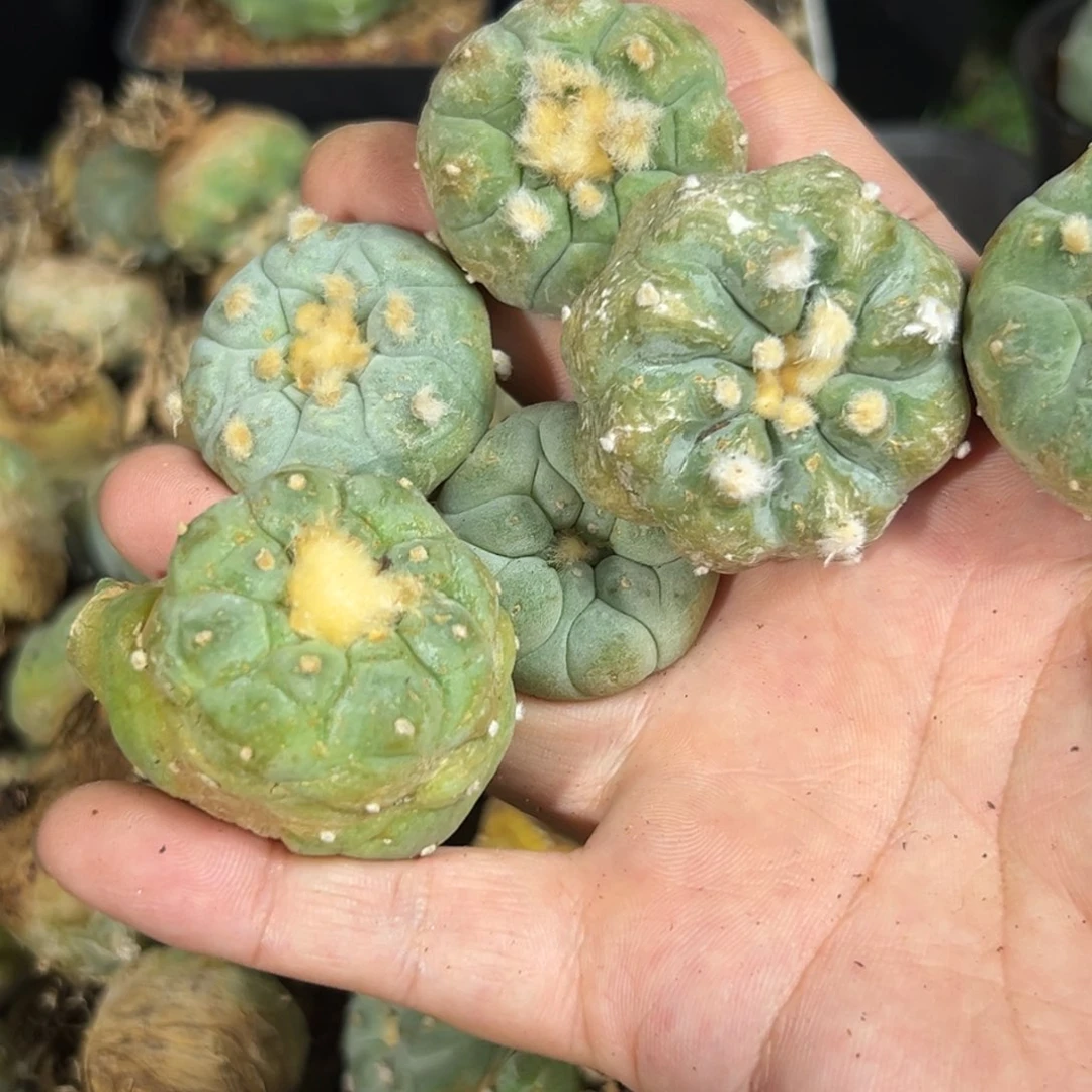 一**。274仙人球的刚刚