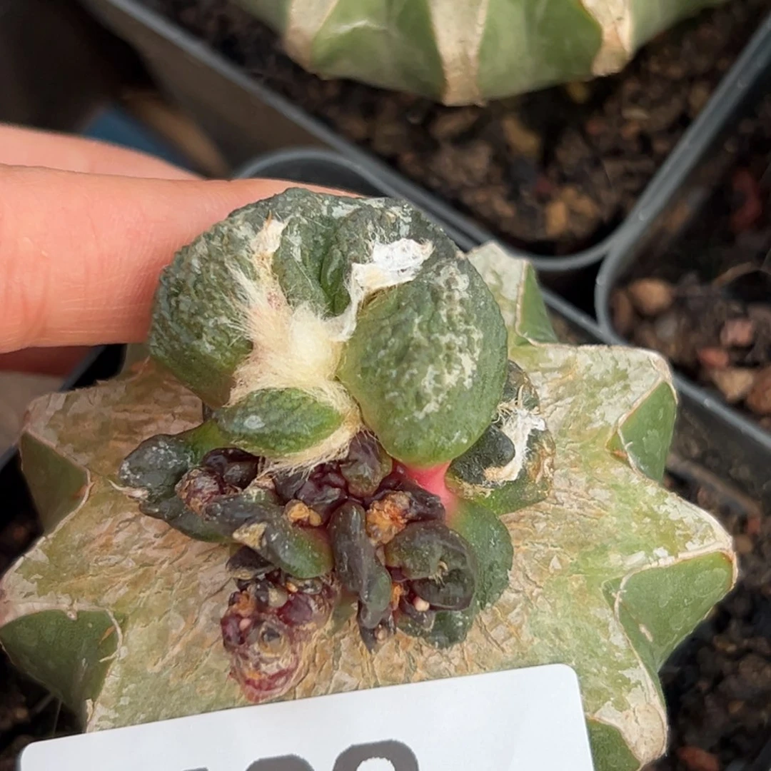 807仙人球的故事是