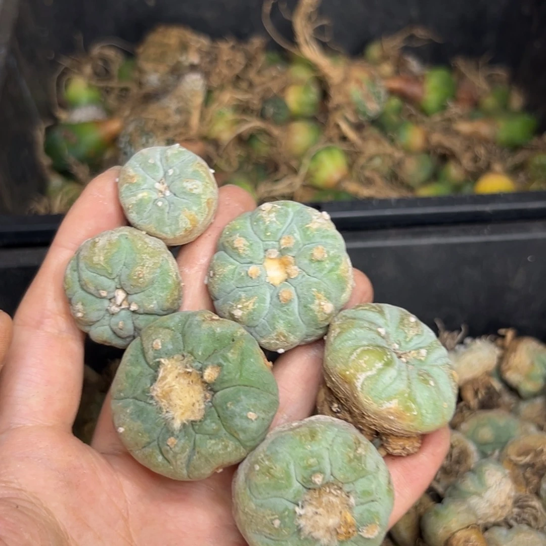 梅**雪426仙人球的故事