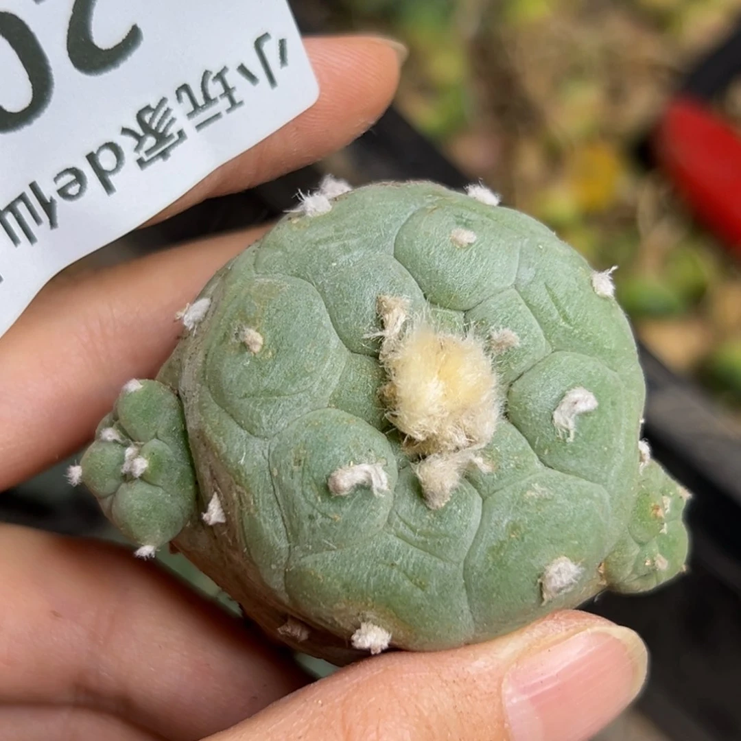 206仙人球的故事是什么呢