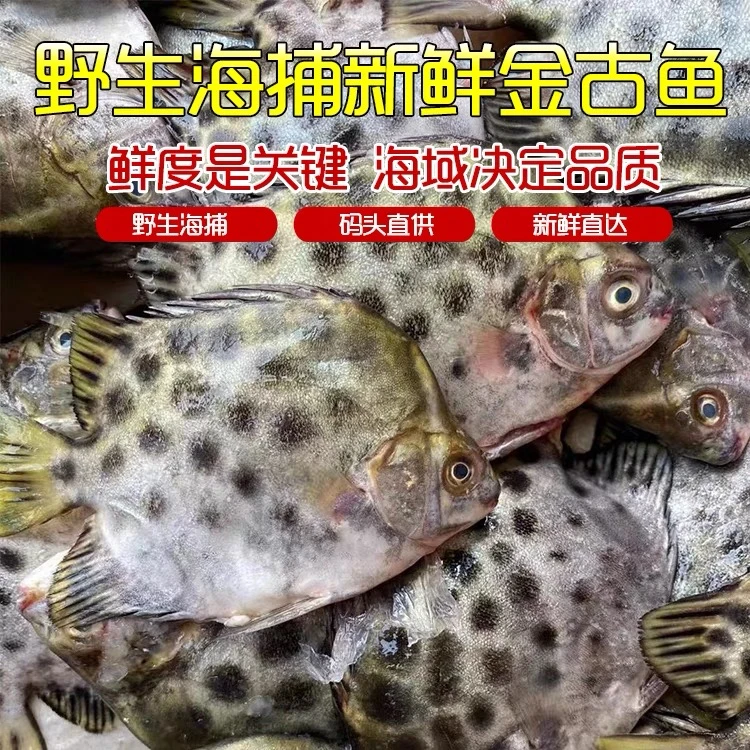 金古鱼阳江新鲜天然海鲜野生金鼓鱼4斤（1~3条/斤）