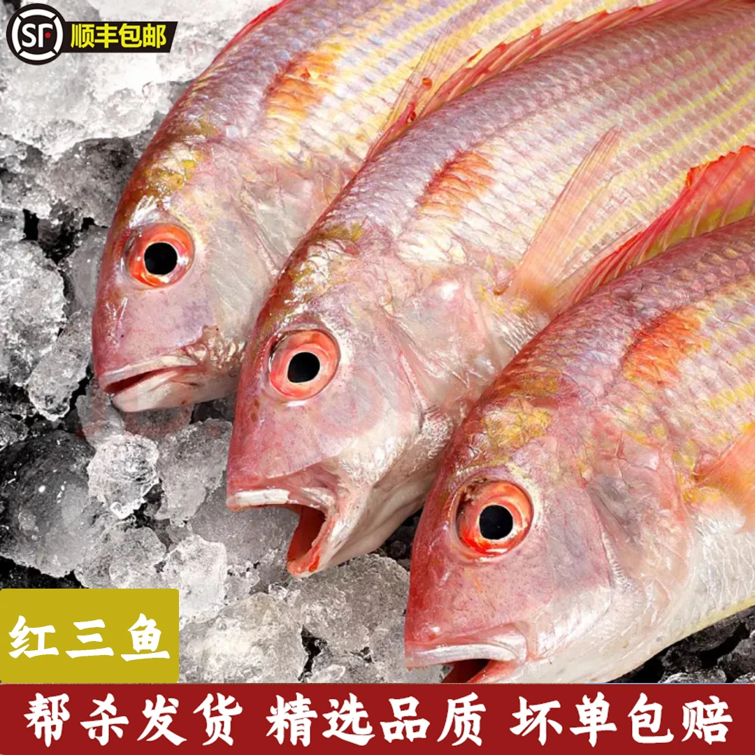 红杉鱼广东中号红三鱼渔船海鲜（5~6条/斤）【帮杀】