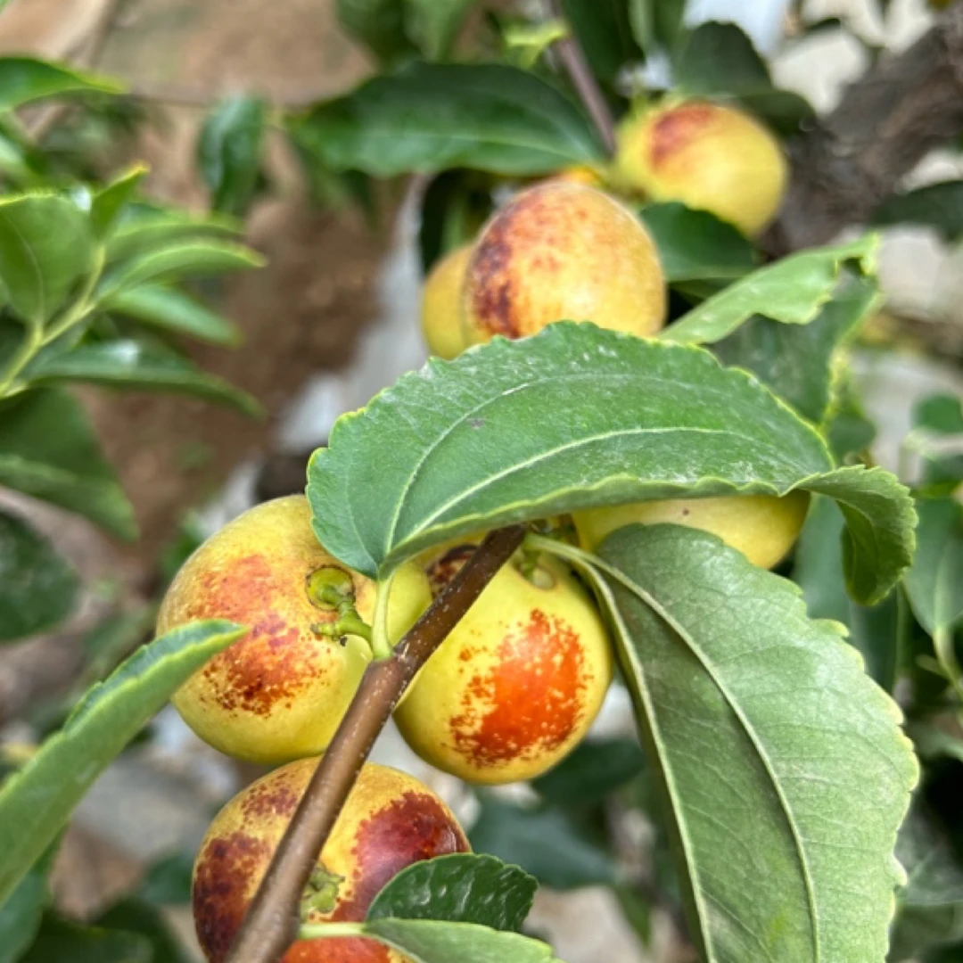 脆甜可口大荔冬枣