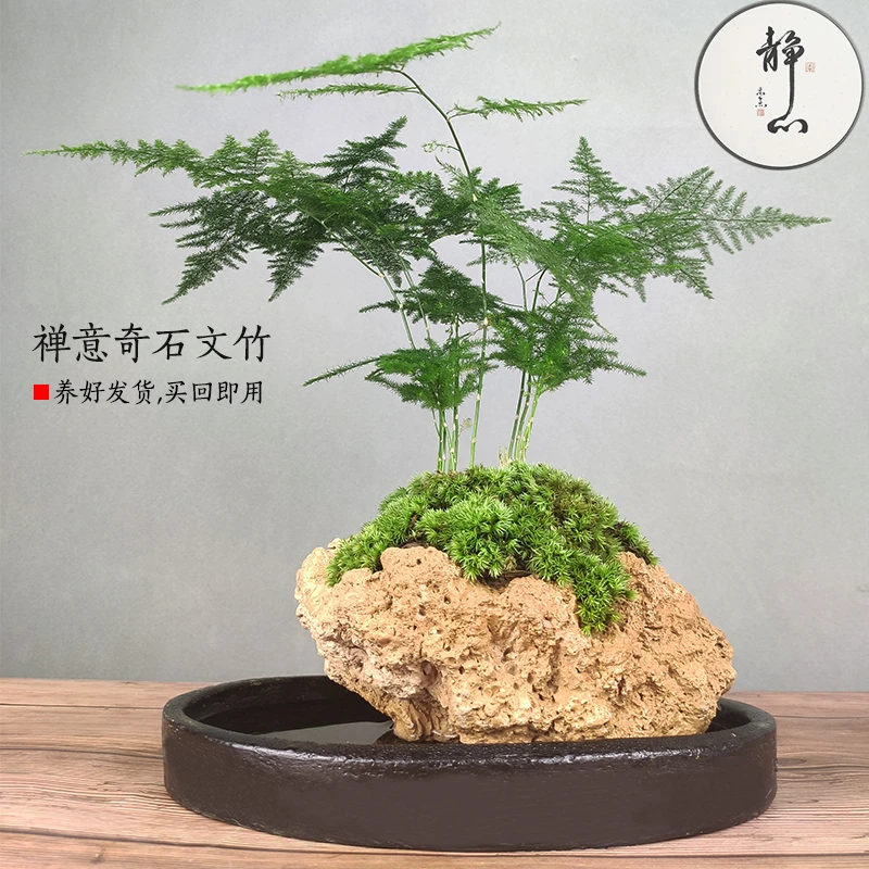 禅意奇石文竹桌面盆景