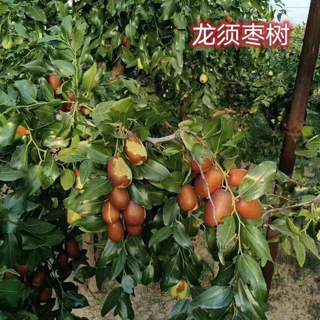 一物一拍矮化盆栽地栽龙须枣树苗原盆原土