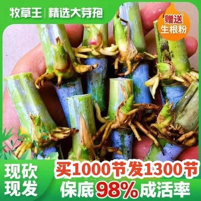中华粮草甜象草3号新品牧草王皇竹草种苗耐旱耐寒巨菌草红象草种