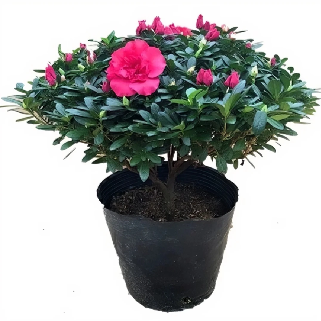 梅红杜鹃花四季开花带花苞庭院室内外花卉盆栽耐寒绿植阳台