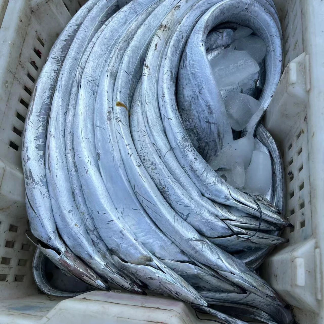 新进港刀鱼北方渤海刀鱼新鲜刀鱼，个别破肚，建议者勿拍