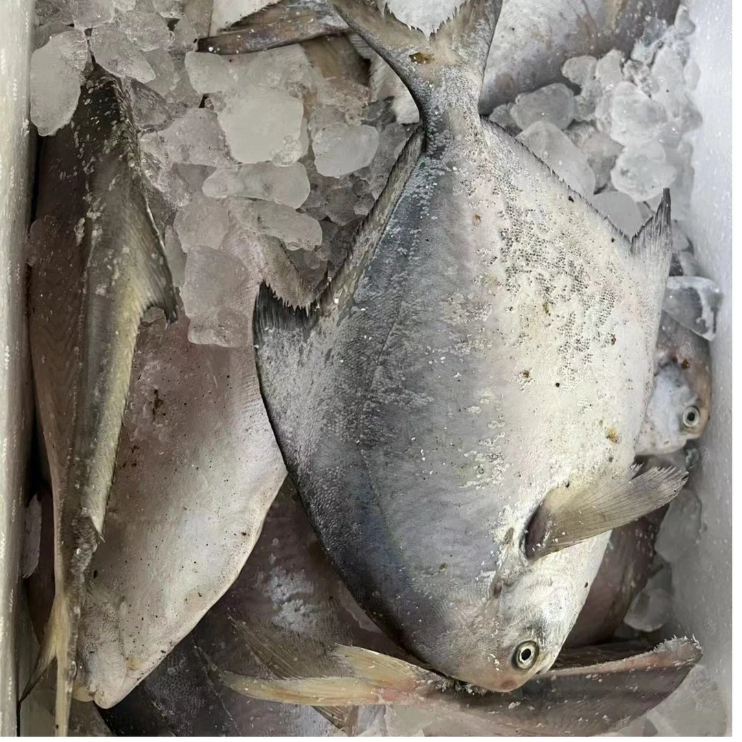 大连大鲳鱼，单条称重，北方海捕鲳鱼，