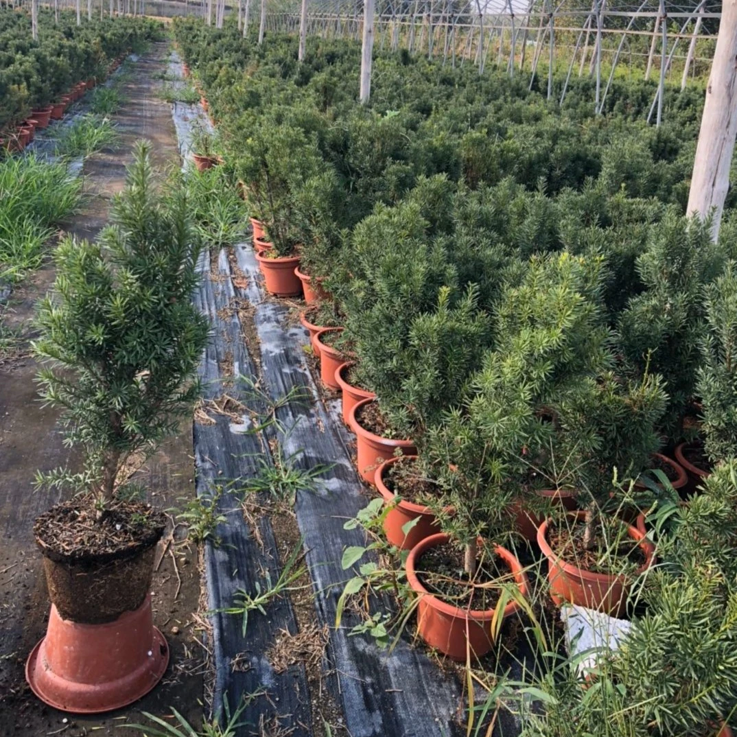 曼地亚红豆杉盆景植物耐寒结果净化空气高端盆栽绿植绿化花市