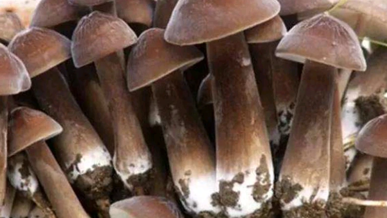 黑皮鸡枞菌1斤
