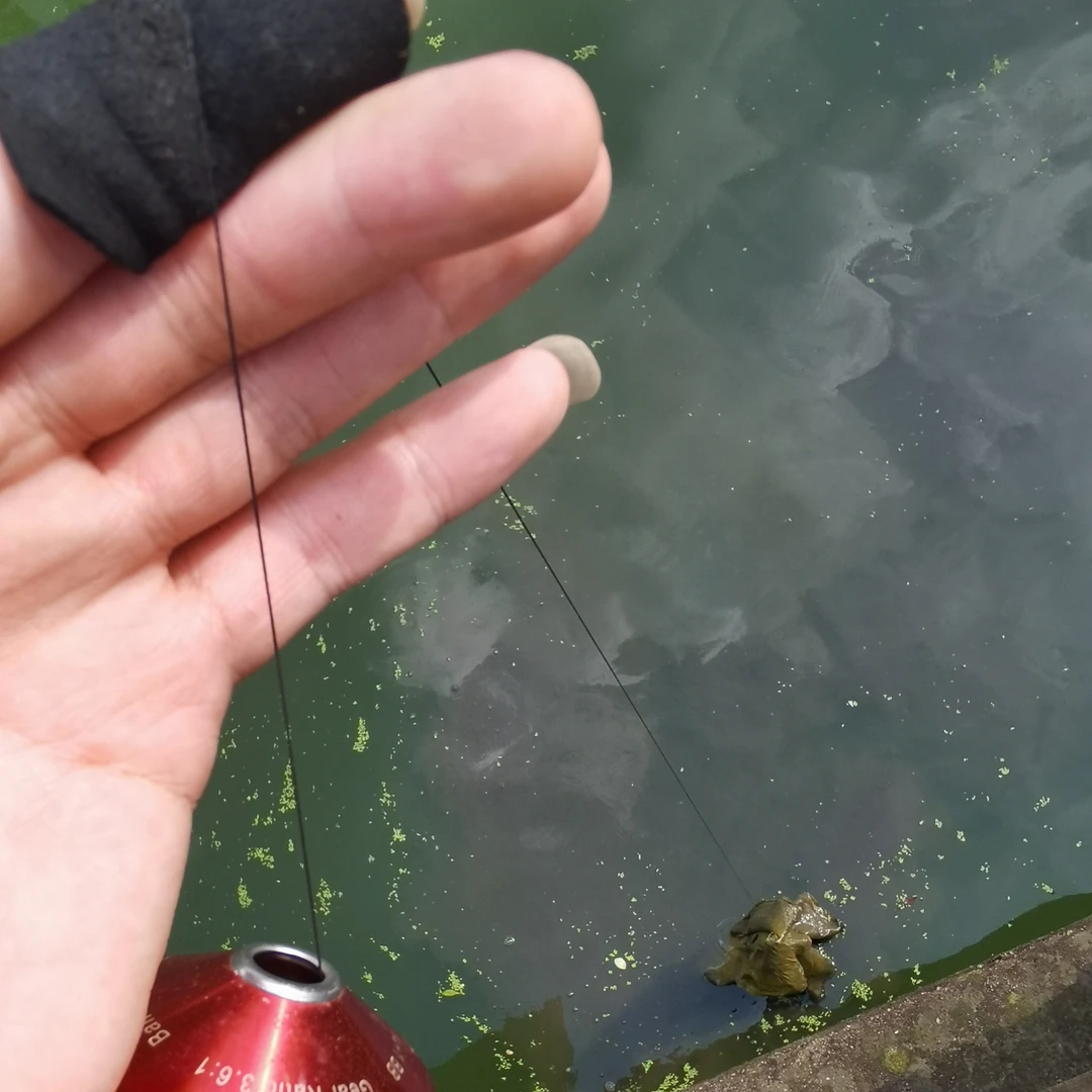 定制黑丝超强拉力线