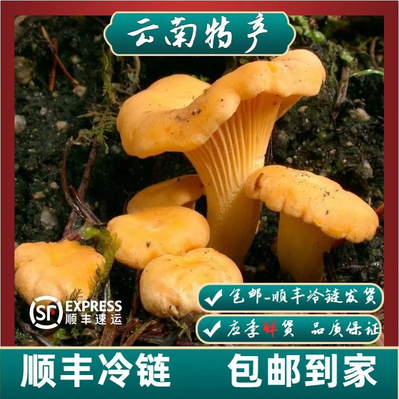 云南本地特产新鲜食用菌鲜货/鲜嫩鸡油菌250-1000克/顺丰冷链包邮