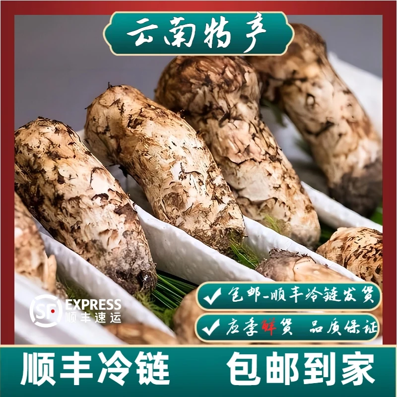 云南香格里拉高端品质食用菌鲜货/新鲜松茸菌250-1000克/顺丰包邮
