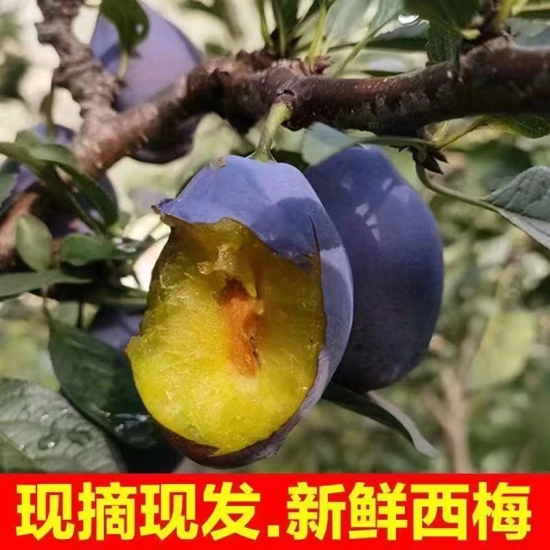 山西特产西梅 新鲜水果 孕妇宝宝辅食 当季水果 现摘现发全发大果