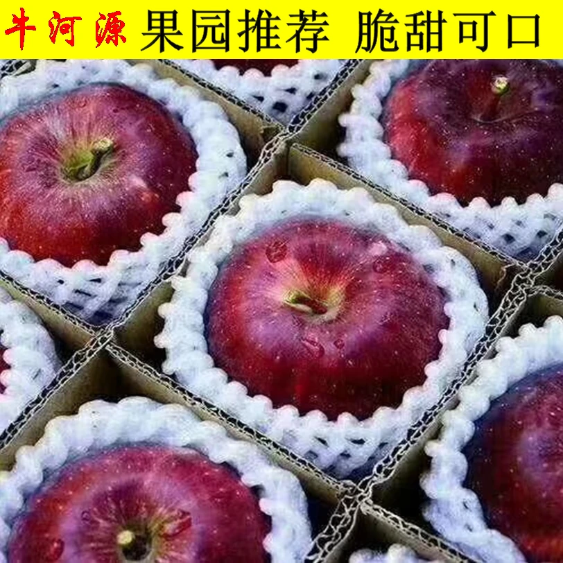 甘肃天水花牛苹果新鲜水果脆甜粉面两吃 带箱5斤