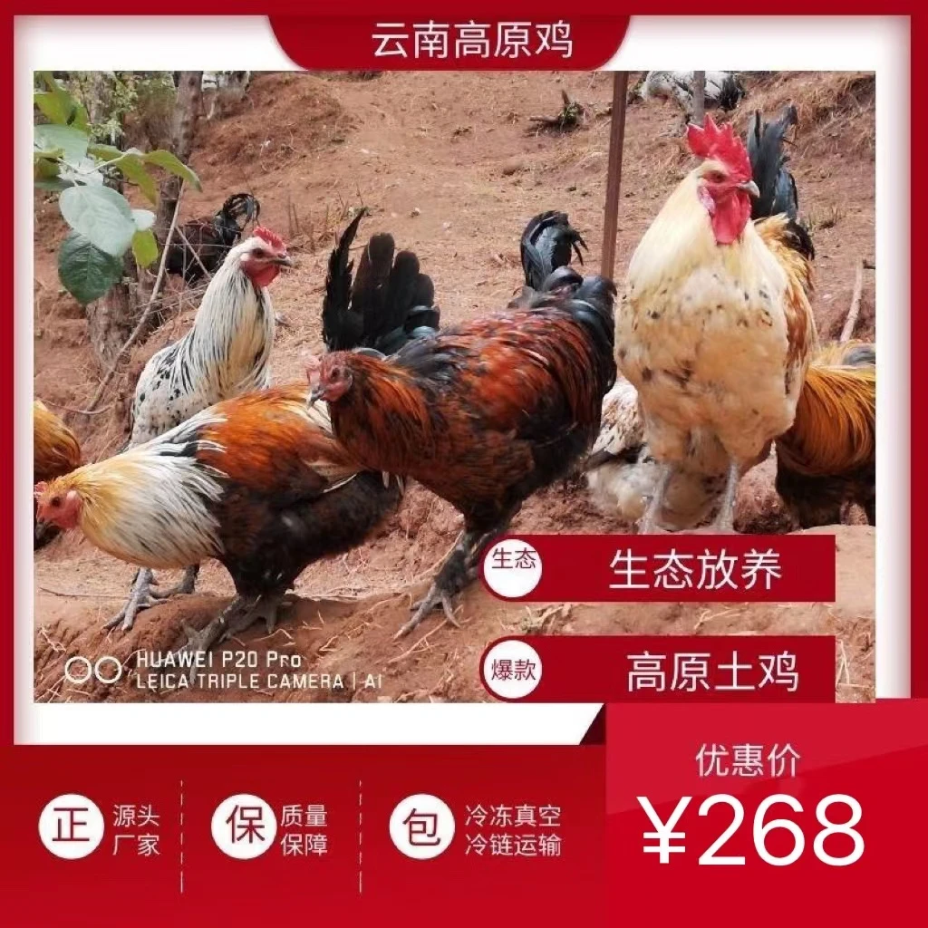 高原鸡2号、礼品鸡