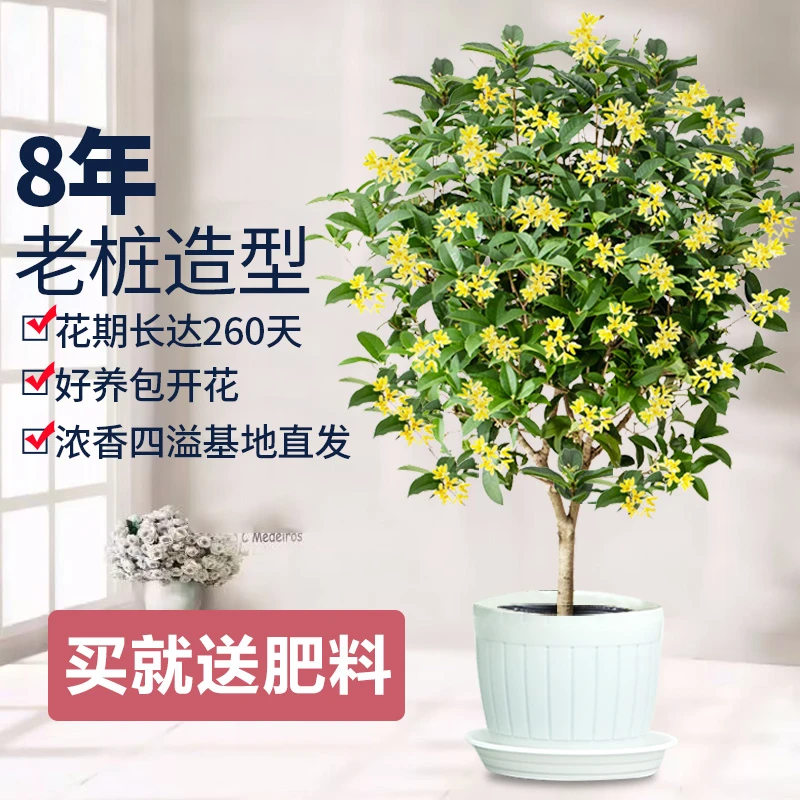 桂花树苗四季桂盆栽可食用室内阳台庭院浓香型花卉植物